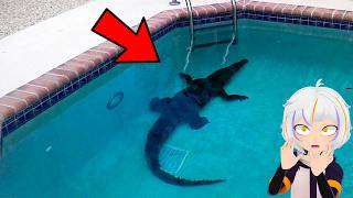 10 Cosas Extrañas Encontradas en Piscinas | ChuyMine REACCIONA a BÚHO 