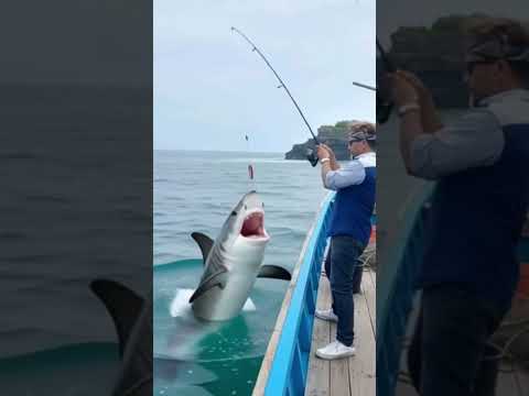 #fishing #jaws #nature #viral #ai..Hiu Putih