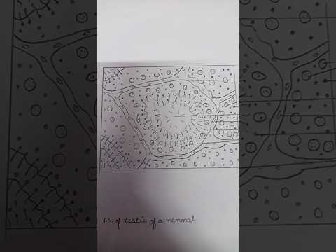 Ts of testis of mammal #zoology file #zoology #bsc #diagram #neet #exam #biology #practical #file #y