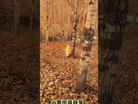 King charles and little laifu are having a good time together. Aura of dog king.