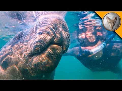 Swimming with Giants! - UC6E2mP01ZLH_kbAyeazCNdg