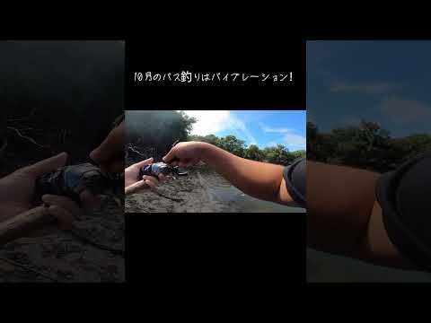 減水池でダブルヒット！#バス釣り #釣り #ルアーフィッシング #fishing #秋バス釣り
