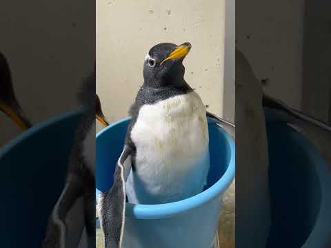 猫の動画サムネイル - 6/2ふ化🐣ジェンツーペンギン生後60日目