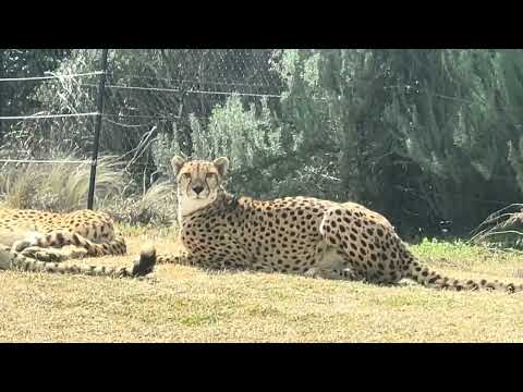 3頭揃った！午前中はF3がお当番　チーター　千葉市動物公園にて　2025年3月7日