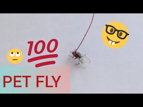 Pet Fly #Howto //tying a fly #Bored #Quarantine