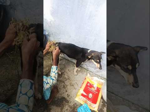 bezubaan ki jaan  😢😔 #dog #jaan #petshub #dogshorts #shorts #ytshorts