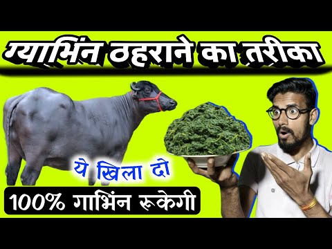 सिर्फ ₹10 में गाय-भैंस को गाभिन ठहराने का घरेलू नुस्खा🖐🏻repeater pashu ka ilaj👍HADA VETS CLUB !