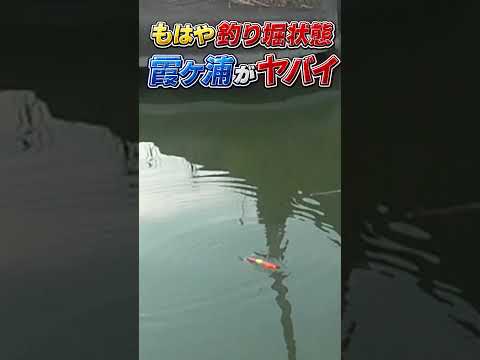 もはや釣り堀　霞ケ浦の朝がヤバすぎる
