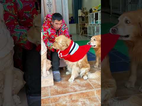 糟老头闯祸了 ❤️#聪明旺豆豆