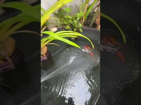 Fish happy for change new water