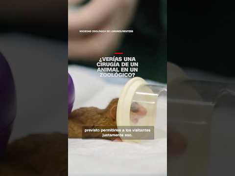 ¿Verías una cirugía de un animal en un zoológico?