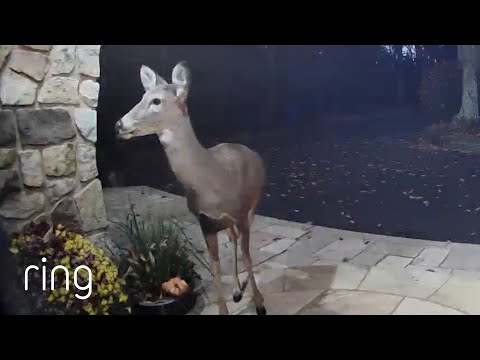 Polite Deer Obliges When Asked to Leave Property | RingTV