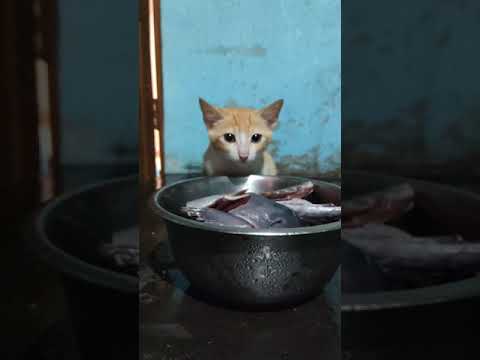 #Shorts 🐈പൊന്നി മീനിന് കാവൽ നിന്നതാണേ...🤣Cute Funny cat patiently waiting for fish🐟
