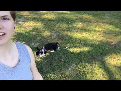 Hey Gimme Suggestions Ft. My Dog