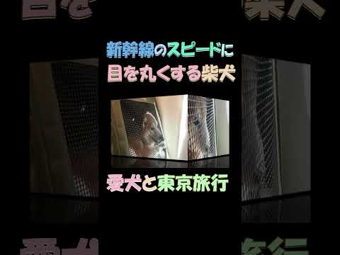 愛犬と新幹線で東京旅行 お利口さんにできました #shorts #柴犬 #shibainu #新幹線 #東京旅行