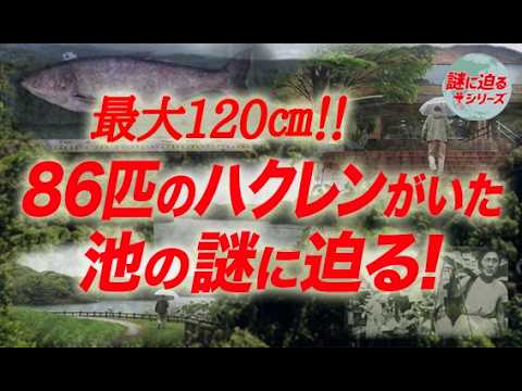 最大120㎝！86匹のレンギョがいた池の謎に迫る！【謎に迫るシリーズ第四十六回】