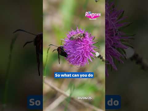 Is your hay fever much worse this year? | The Rundown #hayfever #summer  #itvnews