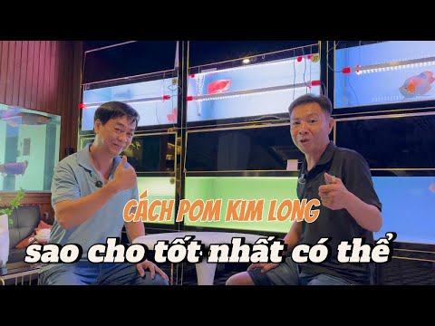 Pom Bối Theo Cách Mà Cá Cảnh Hồng Anh Thường Sử Dụng