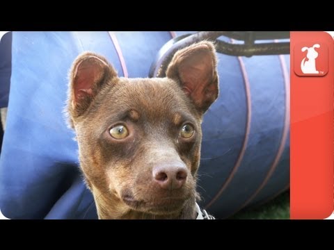 Unadoptables - Disfigured German Pinscher searches for home - UCPIvT-zcQl2H0vabdXJGcpg