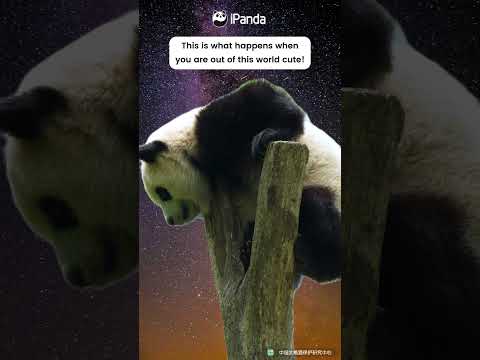 You Are Out-Of-This-World Cute | iPanda #shorts
