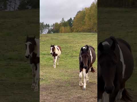 Borton z Najma są bardzo niegrzeczne! Odganiają Spirita od siebie 😡 #konie #horse