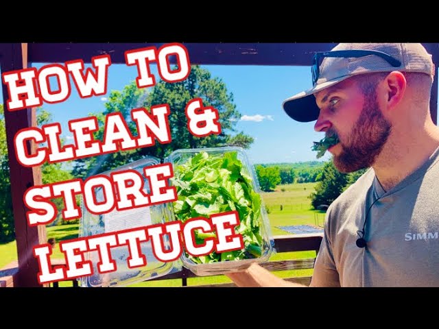 How To Preserve Lettuce From The Garden?