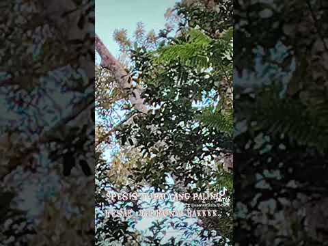 Spesies tupai yang paling besar #tupaigading