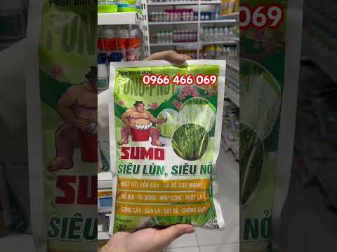 Sumo Siêu Lùn Siêu Nở