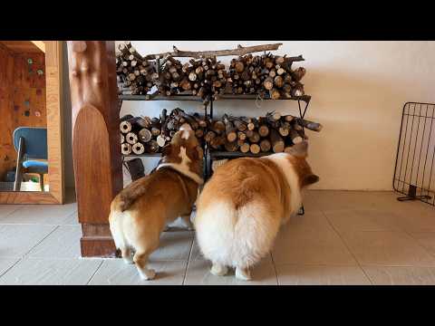 犬が集めた「木の棒」を新居に並べてみた結果…