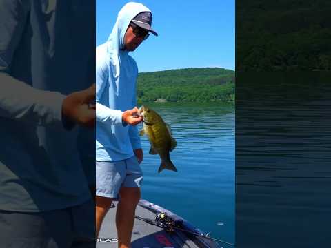 Catching suspended smallmouth with a Damiki Rig & LiveScope - Kyle Patrick #bassfishing #livescope