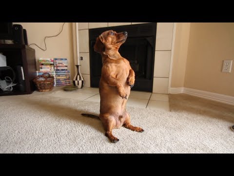 Dapple Dachshund stands like a human! - UCTs-d2DgyuJVRICivxe2Ktg