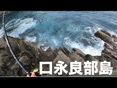 口永良部島、本格フカセ釣りシーズン開幕‼今年もサメパーリー🎉