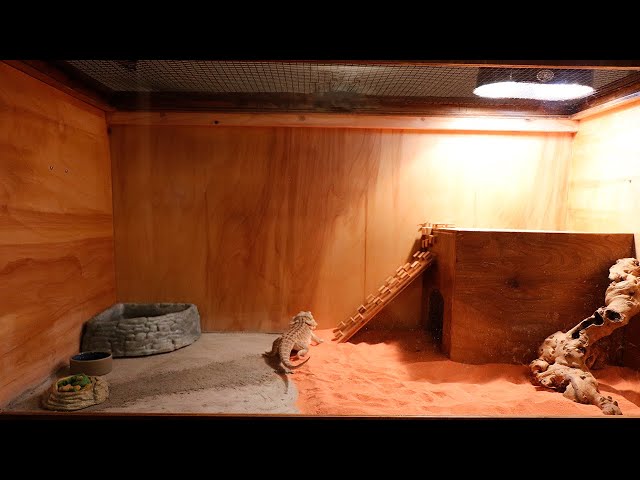 How to Build a DIY Bearded Dragon Cage Out of Wood