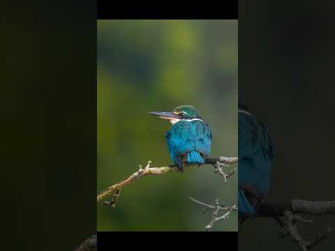 Lightroom Magic.  before vs after editing.. #lightroom #photoediting #trending
