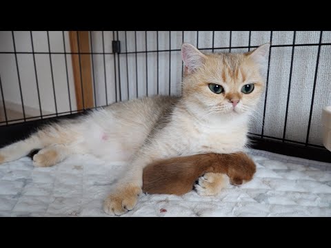The mother cat cradling her kitten in her arms is so cute...
