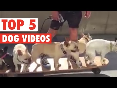 Ridiculously Adorable Dog Videos of the Week 2016 - UCPIvT-zcQl2H0vabdXJGcpg