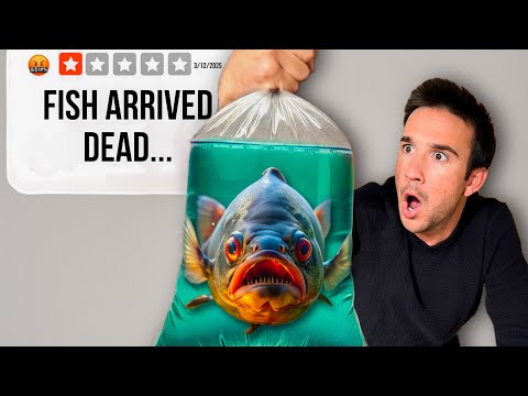 I Bought Live Fish From a 1-Star Website... Shocki Go to https_//aecooly.com?sca_ref=8775413.K1akuVMTMShARyyR and get 5% off with code jackfish5.
Aecoo