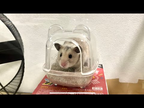 ポンちゃんはおシッコした後は、チン×2掃除するので説教しておきました【声あり】