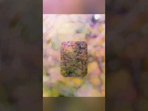 Nghệ thuật tự nhiên con nhện giăng tơ #nghệthuật #tunhien #connhện #giăng #tơ #nature #tamsucungcon