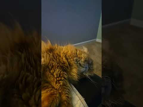 Today, I don't feel like doing anything. #longhaircat #catcute #meow