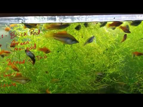 Swordtail and Glitter Limia Tank!  72 Bow Glitter Limia's and Brick Red Swordtails, Green Swordtails with a few others
