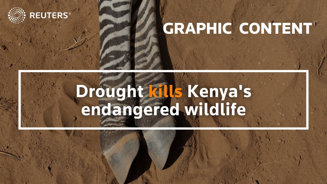 WARNING: GRAPHIC CONTENT – Drought kills Kenya’s endangered wildlife