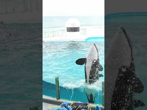 ルーナちゃんとラビーちゃんの飛び出し、#shorts   #シャチ #鴨川シーワールド #orca #水族館  #シャチパフォーマンス #killerwhales