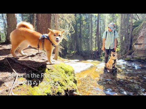 冷たい清流と滝巡りの効果で残暑を乗り切る柴犬達【4K】