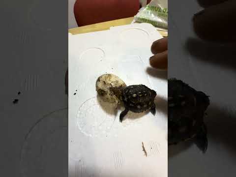 ミツユビハコガメ誕生🐣2025.8.16 #turtle