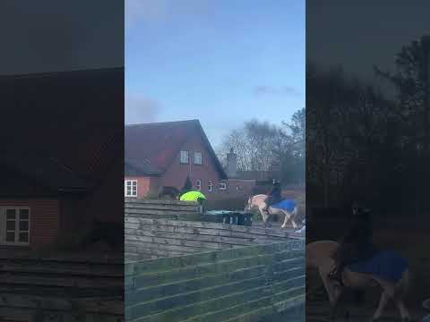 Horse #denmark #horse