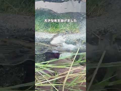 猫の動画サムネイル - 【コツメカワウソ】氷で遊ぶコツメカワウソ【サンシャイン水族館】#shorts #水族館
