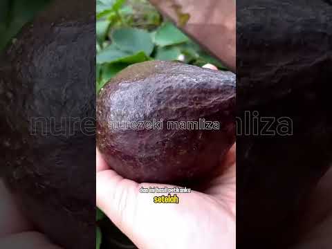 panen alpukat #shorts #budidayatanaman #harvest #fruit #avocado #garden #gardening #viral #petani