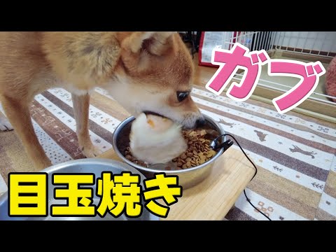 柴犬小夏が目玉焼きに挑戦！癒やしのASMRと笑顔をお届け サムネイル
