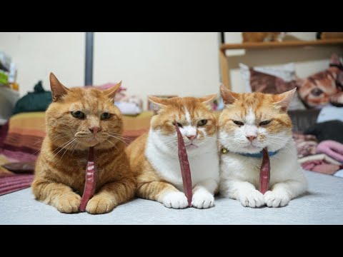 赤オクラをのせた猫の癒し動画 サムネイル